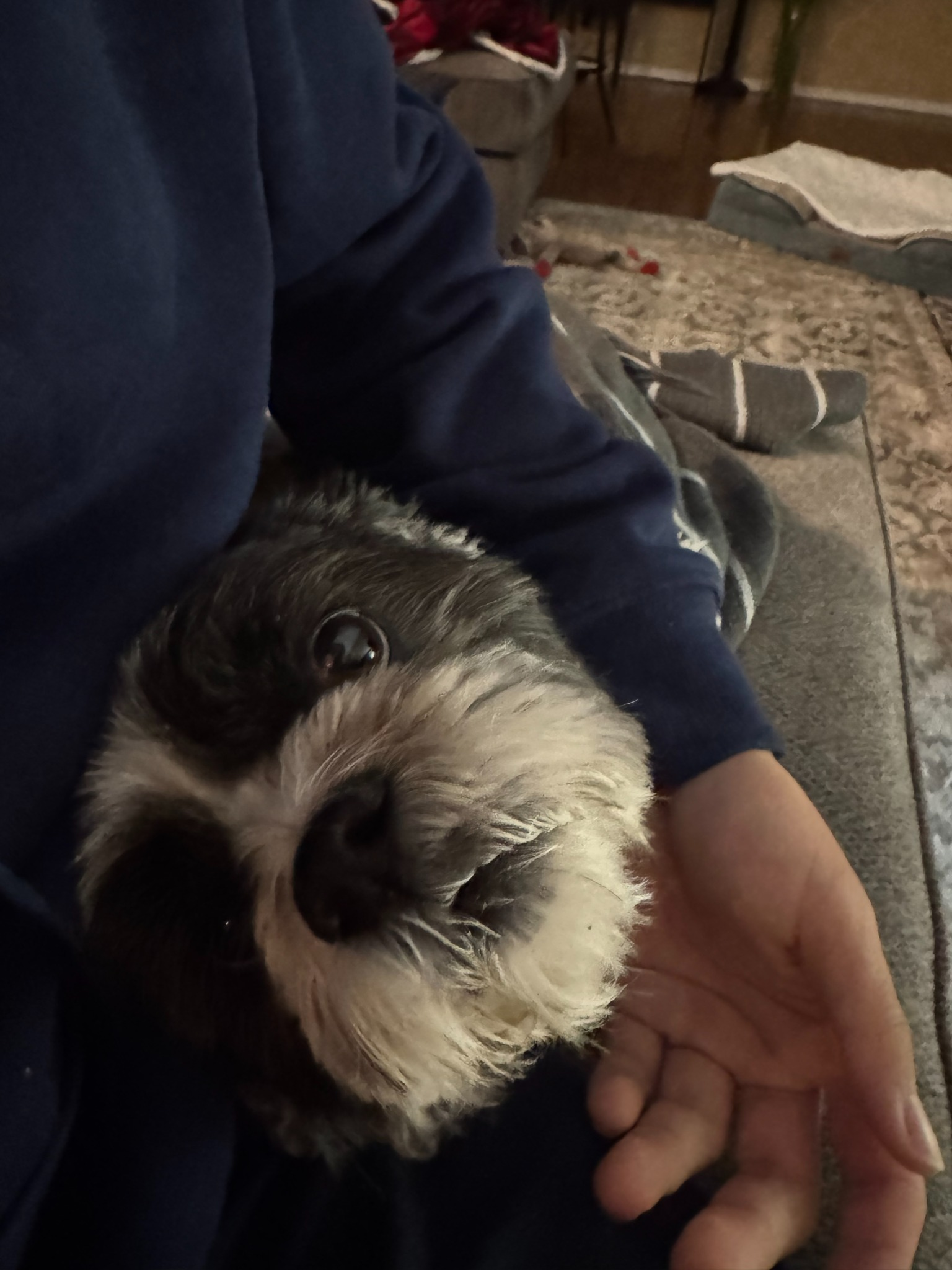 阳光少年小谢的美国成长故事